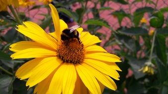 Bee on the yellow beautiful flower