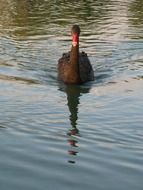 Black Swan Birds
