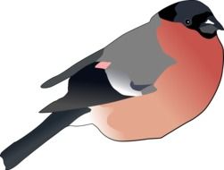 drawn bullfinch on a white background