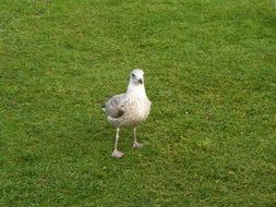 Young Herring Gull walks on fresh grass