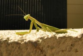 Stick Praying Mantis