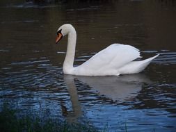 white swan gracefully floats on the lake