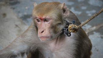 photo of macaque with a leash close-up on blurred background