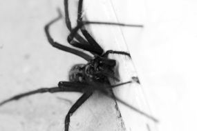 black hairy spider