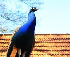 Beautiful and colorful peacock near the roof on a sunny day