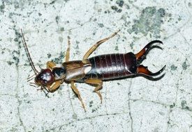 Earwig on ground