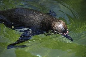 penguin swimming in the water