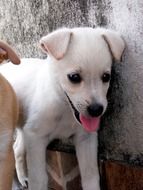 photo of white home puppy