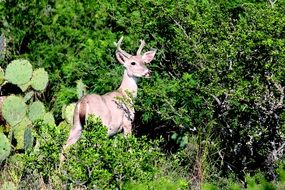 wild deer in green bushes