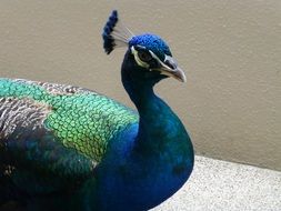 colorful Peacock with Blue head
