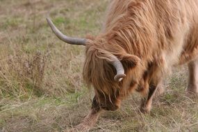 Cattle is on a field