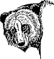 Bear's head