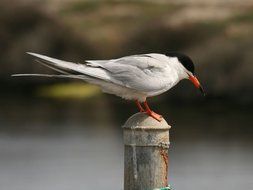 tern sits on a metal pole