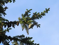 Sparrows on the Christmas tree branches