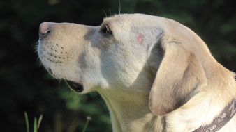 golden labrador, adult Dog portrait