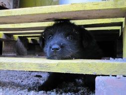 puppy under the wooden table