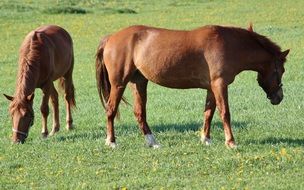 horses on a green pasture on a sunny day