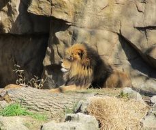 proud relaxed lion