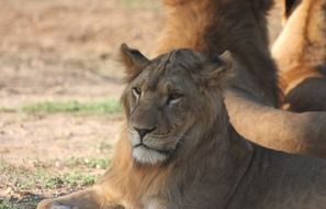 lions lie on the sand in the savannah