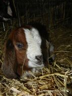 attractive small boer goat