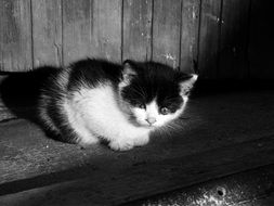 black and white kitten