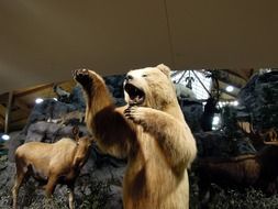 Artic Bear model at exhibit show