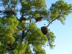 large nests on a green tree