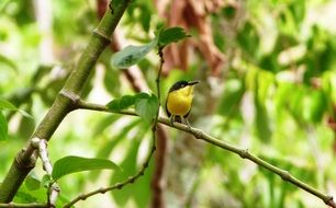 attractive Nature Bird