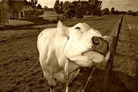 white farm cow in countryside