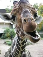 giraffe with an open mouth