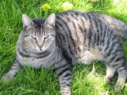 tabby cat sleeps on a flowering lawn