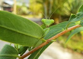 Green Praying Mantis on branch