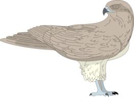 Illustration of Hawk bird