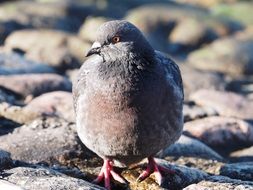 Dove Drinking