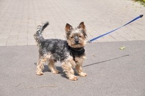 joyful yorkshire terrier