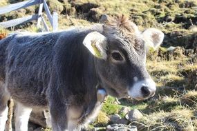 calf on a green field on a farm