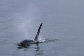 Orca Whale Killer Whale