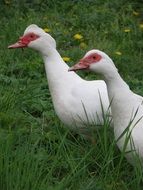 White Chinese ducks