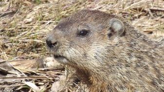 portrait of a groundhog
