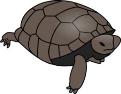 clipart of the tortoise