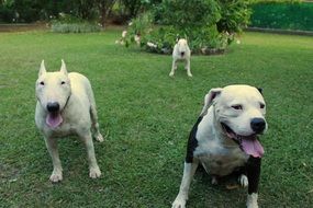 dogs stand on a green meadow