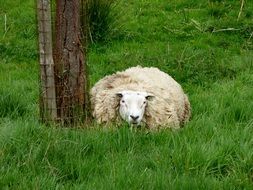 sheep in tall green grass near a tree