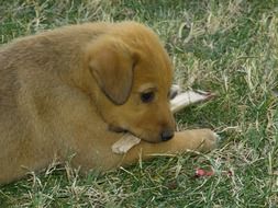 cute puppy playing on the grass with a stick