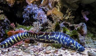 Eel as a Sea Animal