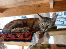 tired cat is sleeping on the steps