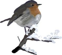robin bird as a graphic image