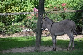 Donkey near the tree in the zoo