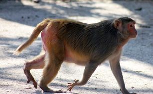 monkey is walking on a road in India