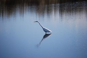 white wild heron stands in the middle of the lake