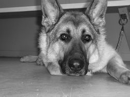 black and white photo of german shepherd dog
